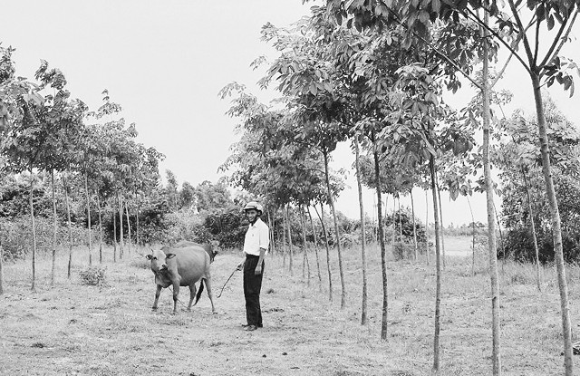 Mô hình trồng cao-su kết hợp chăn nuôi tại xã Quảng Lưu (Quảng Trạch, Quảng Bình) cho hiệu quả kinh tế cao.