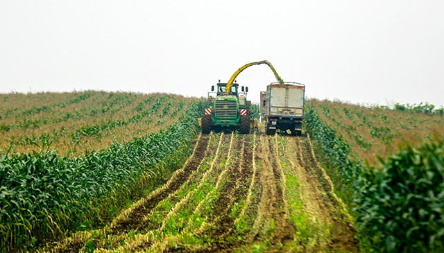 Ứng dụng cơ giới trong thu hoạch ngô, phục vụ chăn nuôi bò sữa công nghệ cao, hữu cơ ở Phủ Quỳ.