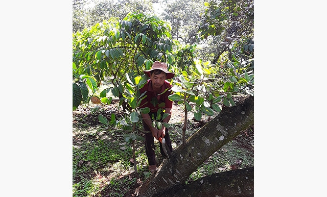 Người dân xã Minh Hưng (Bù Ðăng, Bình Phước) tỉa chồi điều ghép thuộc dự án HÐ-08.