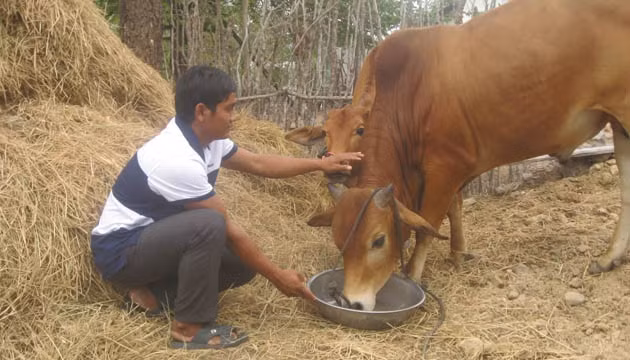 Anh Mang Hào, ở xã Phước Hà, huyện Thuận Nam, tỉnh Ninh Thuận nhờ thực hiện mô hinh "Nuôi vỗ béo bò" đã vươn lên thoát nghèo. 