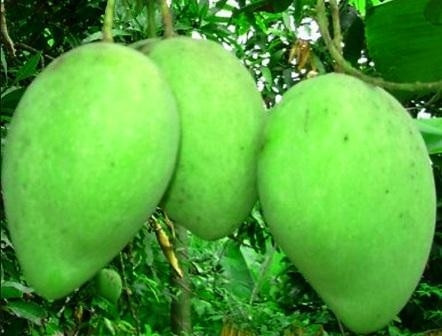 Xoài Tết đang trên đà tăng giá, nông dân hứa hẹn thu được lãi cao.