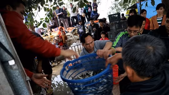 Thả cá phóng sinh tại bến sông trước cửa đình làng Bát Tràng, huyện Gia Lâm, Hà Nội. Ảnh: Internet.