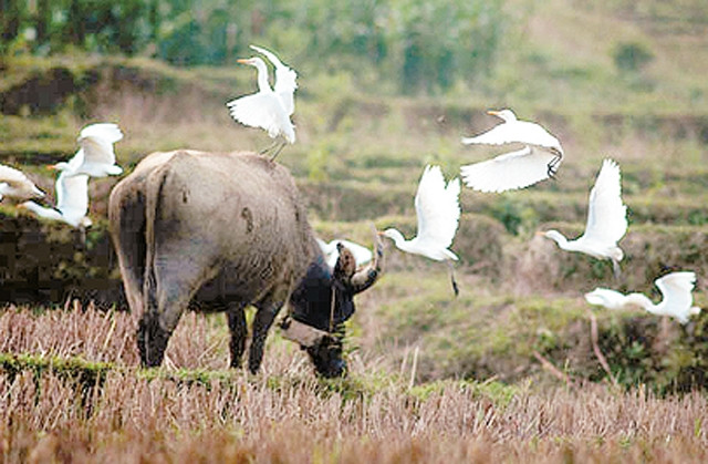 Chấp chới cánh chim trời