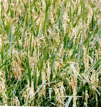 Từ bục giảng đến với ruộng đồng