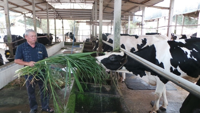 Nông dân Củ Chi nuôi bò sữa.