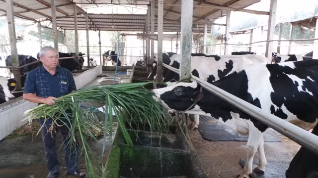 Nông dân Củ Chi nuôi bò sữa.