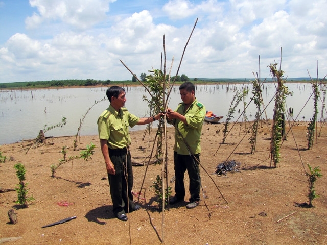 Hạt Kiểm lâm Bù Đốp tiếp tục trồng rừng trên diện tích bán ngập.