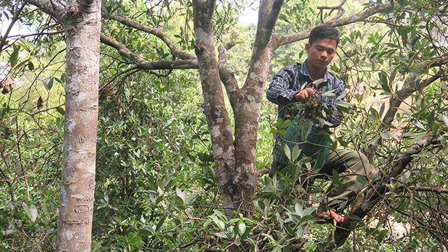 Người dân xã Yên Phúc (Văn Quan) hái hoa hồi chủ yếu bằng tay, trèo lên cây nhặt từng bông hoa hồi, nên rất dễ xảy ra tai nạn.