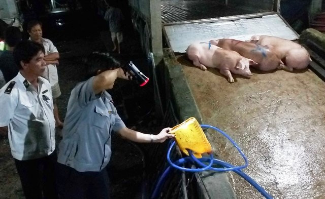 Cơ quan chức năng bắt quả tang việc bơm thức ăn vào bụng heo trước khi tiêu thụ.