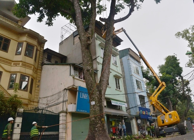 Công nhân Công ty Công viên cây xanh cắt tỉa cây trên phố Trần Quốc Toản trong chiều 6-3. 