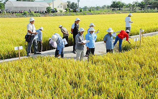 Nông dân tham quan đồng ruộng khảo nghiệm tại Trung tâm Giống nông nghiệp Vĩnh Long.Ảnh: Hoàng Vũ