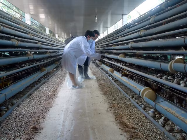 Trang trại chim cút theo mô hình liên kết chăn nuôi của gia đình ông Trần Nguyễn Hồ ở ấp Long Thành (xã Long An, huyện Châu Thành, tỉnh Tiền Giang).