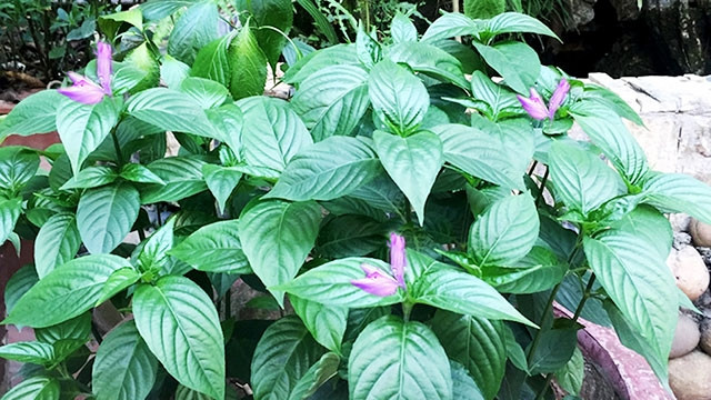 Phía hừng đông lá cẩm