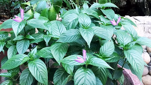 Phía hừng đông lá cẩm