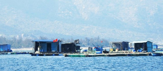 Nghề nuôi tôm hùm lồng bè tại huyện Ninh Hải ngày càng phát triển mạnh vì tôm ít bị bệnh dịch.