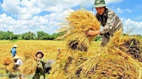 Nông dân huyện Vị Thủy (Hậu Giang) thu hoạch lúa.