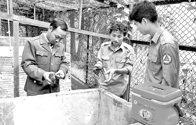 Cán bộ thú y kiểm tra sinh trưởng của rùa đầu to ở Trung tâm Cứu hộ, Bảo tồn và Phát triển sinh vật Hoàng Liên.