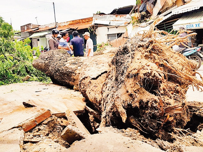 Cây trốc gốc trên đường Hoài Thanh, quận 8.