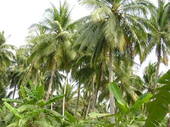 Bến tre khôi phục vườn cây ăn trái