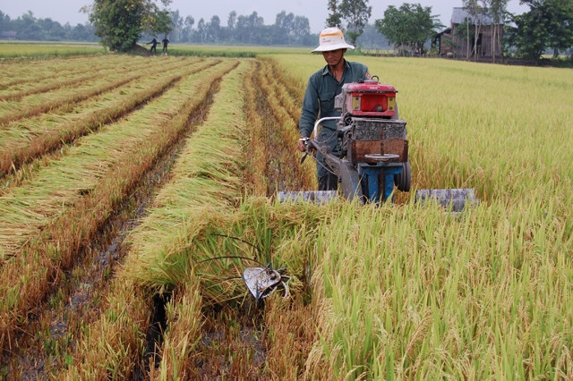 Thu hoạch lúa chất lượng cao trên cánh đồng của HTX Mỹ Thành, huyện Cai Lậy (Tiền Giang).