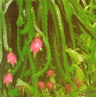 Thanh long - cây trồng lợi thế "số một" của Bình Thuận