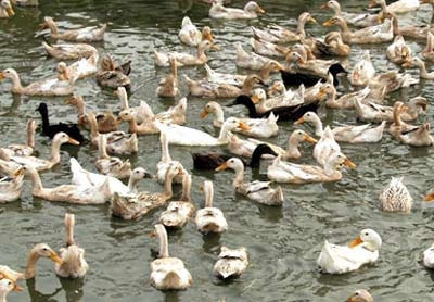 Chung quanh việc phát triển đàn thuỷ cầm