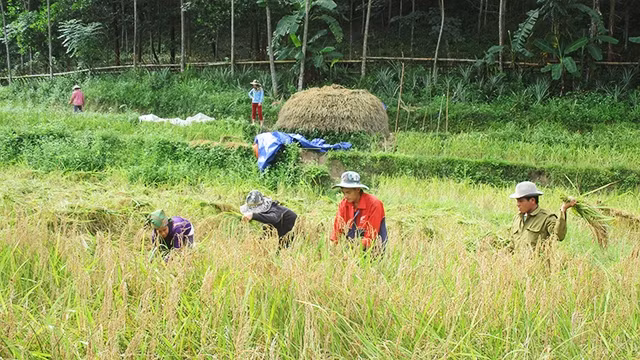 Người dân hai bên biên giới thường qua lại giúp đỡ nhau việc đồng áng.