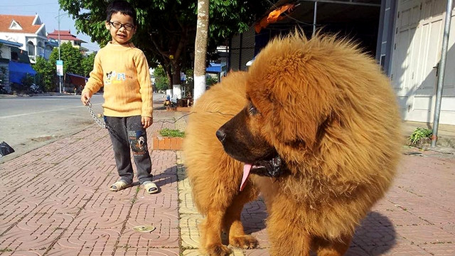 Chó ngao được trẻ em và người lớn dắt ra ngoài đường mà không đeo rọ mõm, rất nguy hiểm.