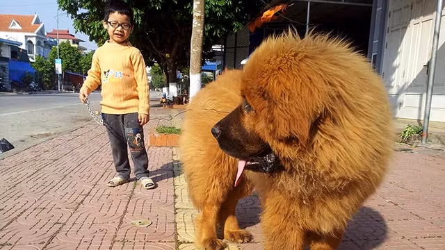 Chó ngao được trẻ em và người lớn dắt ra ngoài đường mà không đeo rọ mõm, rất nguy hiểm.