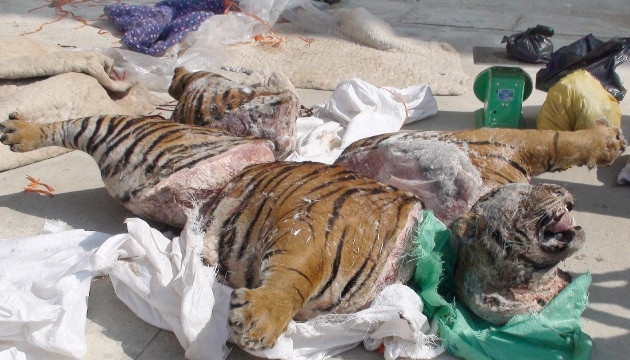 Cá thể hổ nặng 303kg bị Công an tỉnh Bắc Cạn bắt giữ.