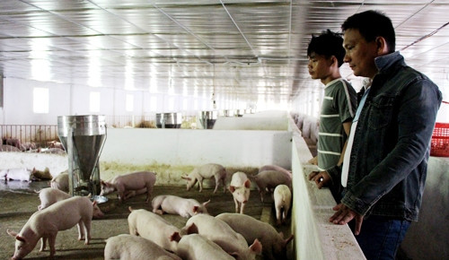 Anh Võ Ngọc Sơn (người đầu, bên phải) bên trang trại heo của mình.