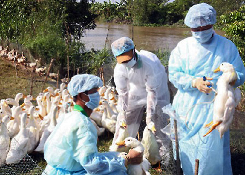 Tiêm vắc-xin phòng cúm gia cầm ngăn chặn dịch lây lan bùng phát. Ảnh: ĐÌNH HUỆ