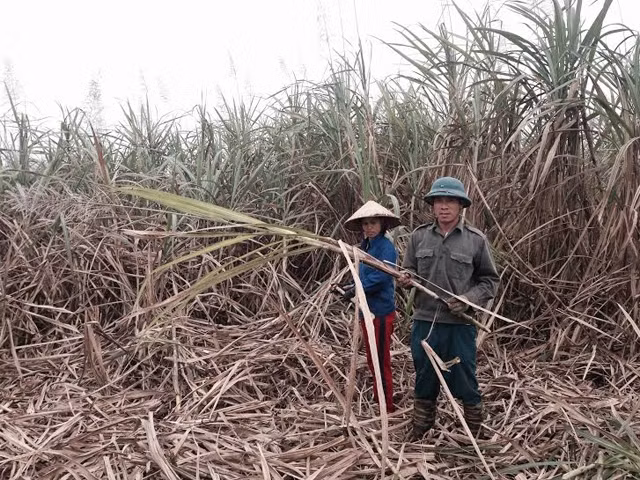 Người dân xóm Đa, xã Tân Mỹ, huyện Lạc Sơn, tỉnh Hòa Bình thu hoạch những cây mía đã trổ cờ.