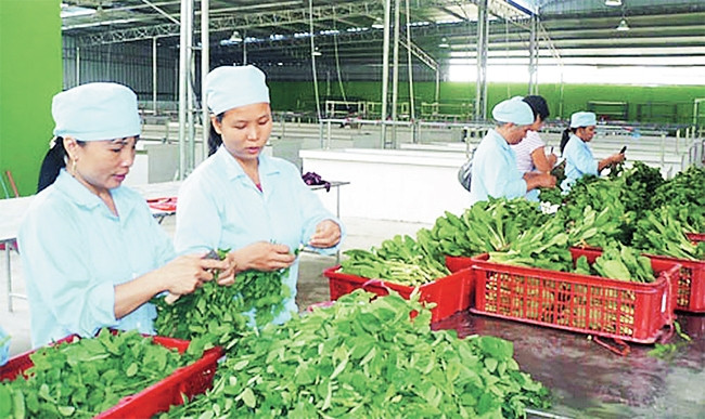 Sản xuất rau an toàn tại Hợp tác xã Văn Đức (Gia Lâm). Ảnh: NGỌC DIỆP
