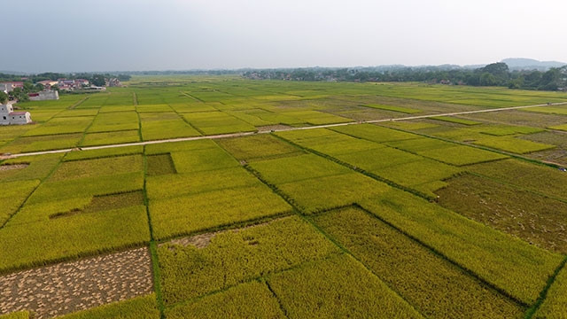 Khi hoàn thành, đại lộ Đông - Tây sẽ thúc đẩy chuyển dịch cơ cấu kinh tế khu vực phía tây nam tỉnh Thái Nguyên.