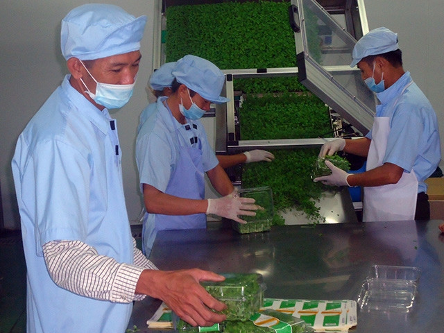 Dây chuyền sản xuất rau an toàn tại Công ty Vineco (VinGroup). Ảnh: DŨNG MINH