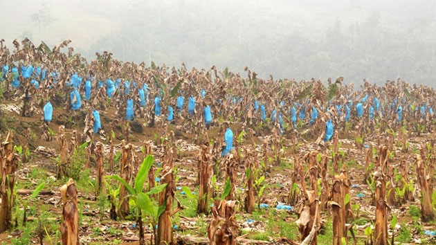 Chuối đang trổ buồng ở xã Bản Lầu (Mường Khương - Lào Cai) bị chết khô do rét và hạn hán kéo dài.