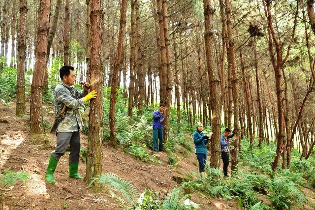 Người dân khai thác nhựa thông mã vĩ bán cho Công ty Tuấn Phong.
