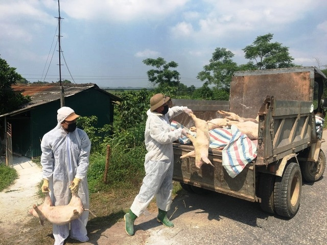 Tiêu hủy lợn nhiễm bệnh tại huyện Hạ Hòa.
