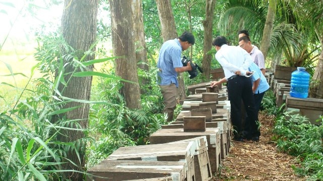 Những thùng nuôi ong lấy mật diện diện trên đất rừng tràm U Minh hạ - Cà Mau. 