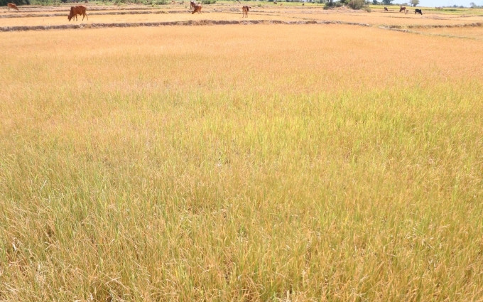 Hàng chục héc-ta lúa vụ động xuân của nông dân thôn Đồng Dày, xã Phước Trung, huyện Bác Ái bị chết khô do thiếu nước.