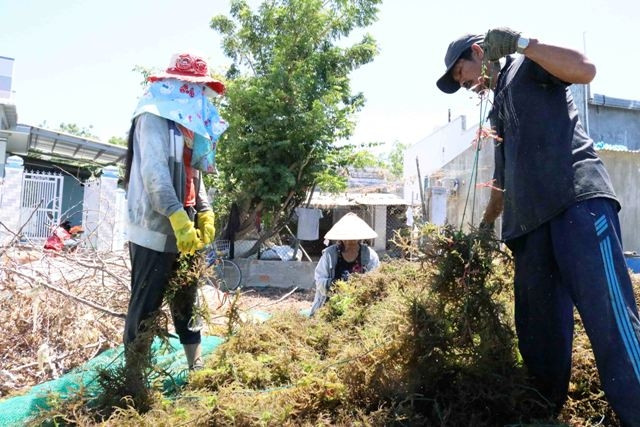 Nông dân xã Thanh Hải chọn lựa rong tốt mang đi phơi khô bán với giá cao hơn.