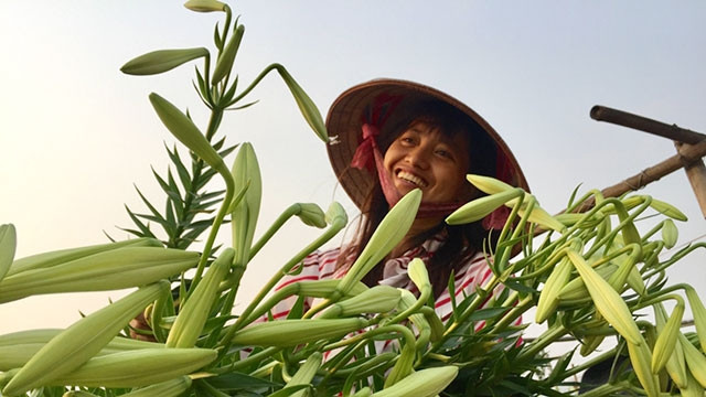 Thu hoạch hoa loa kèn chuẩn bị đi bán hoa ở chợ đầu mối.