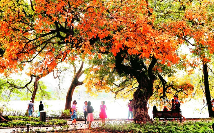 Cây lộc vừng thay lá bên hồ Hoàn Kiếm. Ảnh: CẨM MỊCH