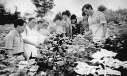 Hướng dẫn kỹ thuật
thâm canh cây bông.