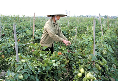 Sản xuất rau an toàn ở HTX nông nghiệp và Dịch vụ điện năng Thạch Vỹ, xã Tứ Xã, huyện Lâm Thao, Phú Thọ.