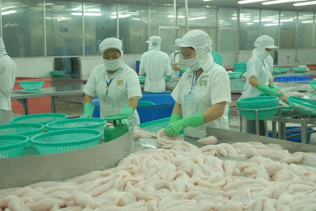 Chế biến cá tra xuất khẩu tại Công ty TNHH Thương mại dịch vụ Thuận An. 