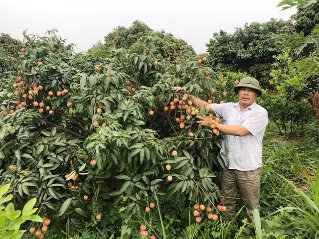 Thương lái kiểm tra chất lượng vải quả để thu mua cả vườn.