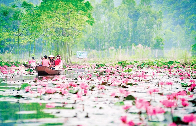 Vẻ đẹp hoa súng ở thắng cảnh Hương Sơn thu hút nhiều du khách tham quan.