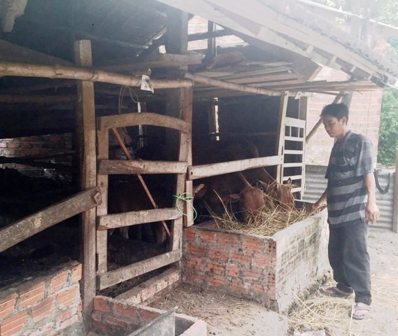 Ông Nguyễn Văn Sĩ đang chăm sóc đàn bò của gia đình.